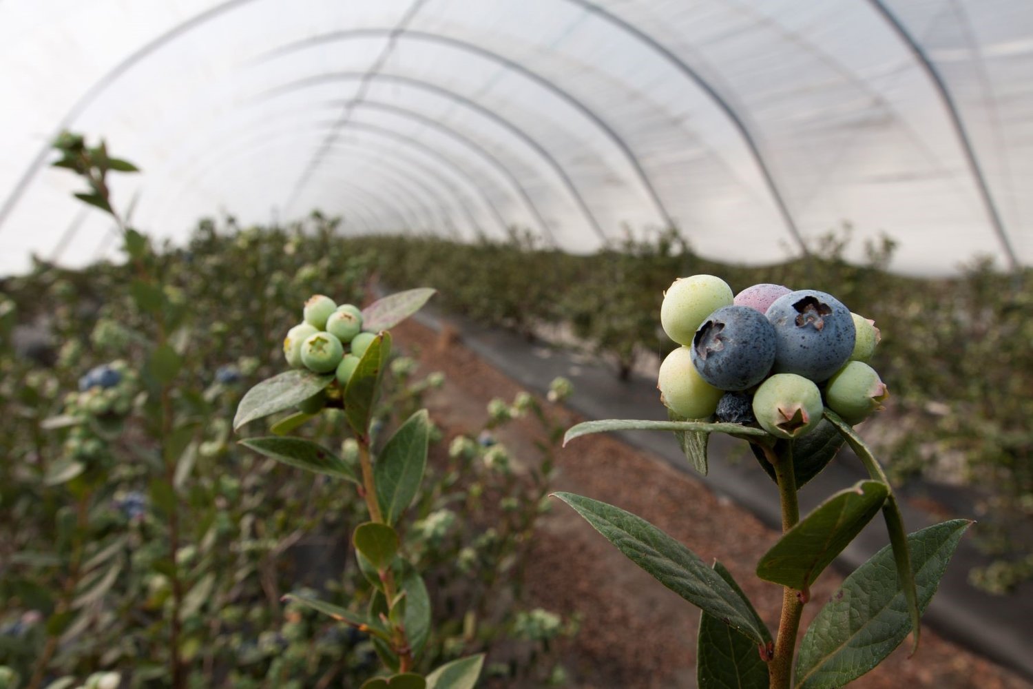 Blueberries in a tunnel.